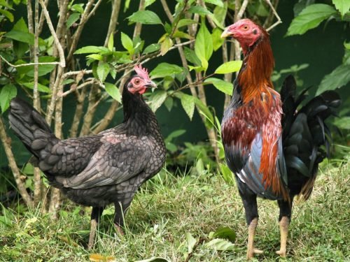 2 BIRDS