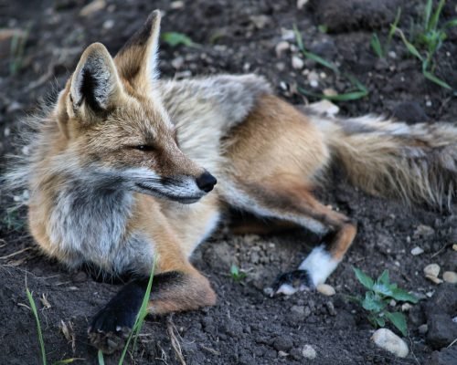 MOTHER FOX