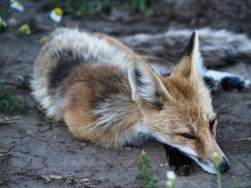 MOTHER FOX 2