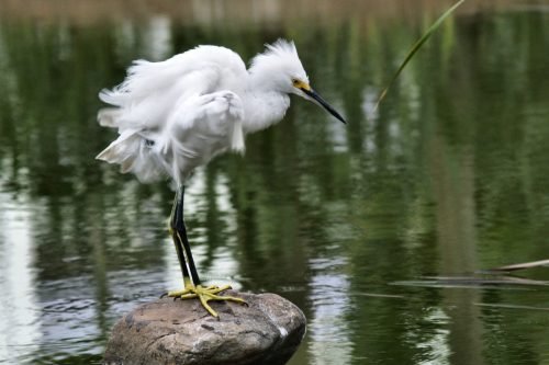 RANDOM WHITE BIRD