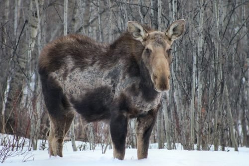 SASKATOON MOOSE