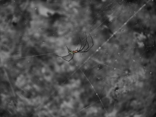 SPIDEY