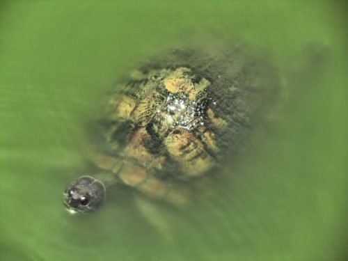 TURTLE
