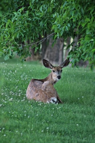 BIG EARS