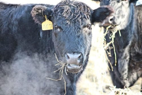 COW MARCH
