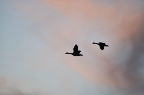 DUCK SILLOUETTE 