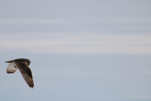OWL IN FLIGHT