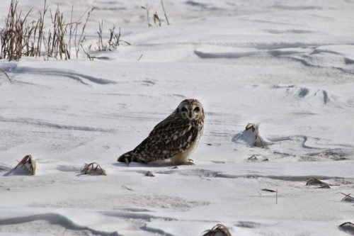 OWL SITTING