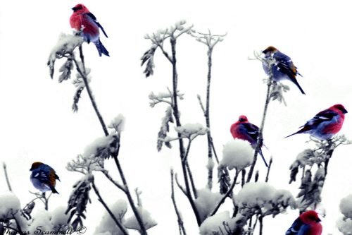 WINTER BIRDS