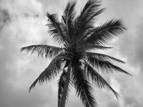 DOM.REP PALM