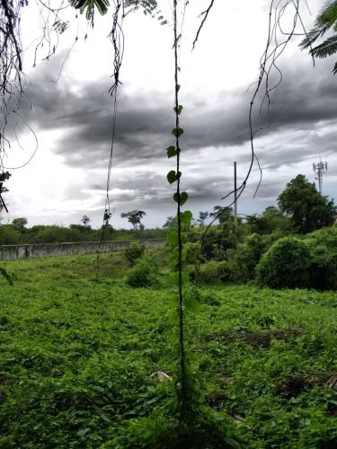 JUNGLE CANOPY