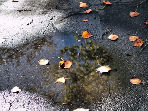 FALL FROSTING IN