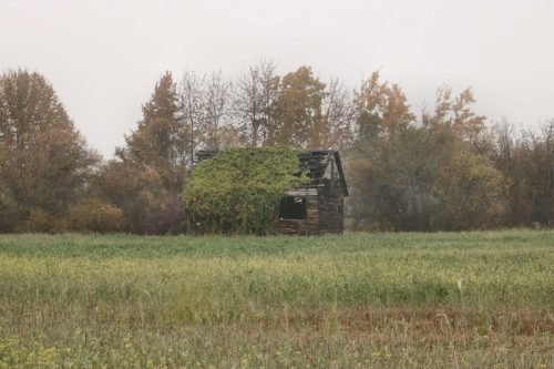 HPUSE OVERGROWN