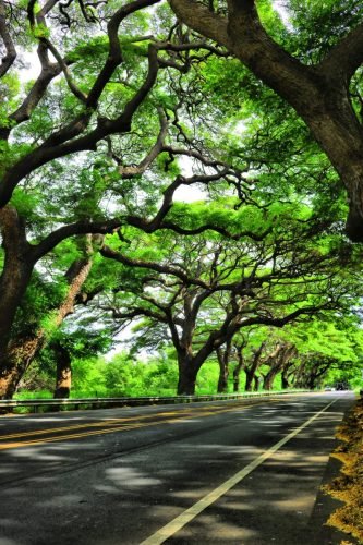 MAUI CANOPY
