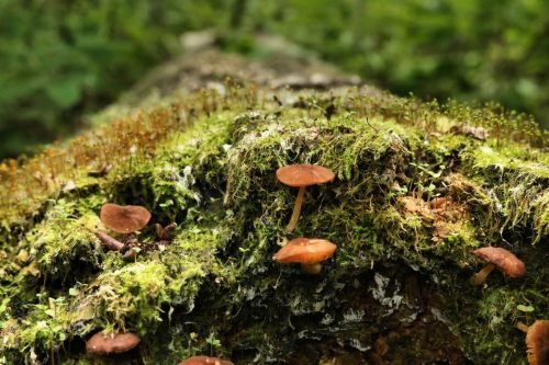 Mushrooms-2023