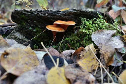 Mushrooms-on-south-40-trail-2021