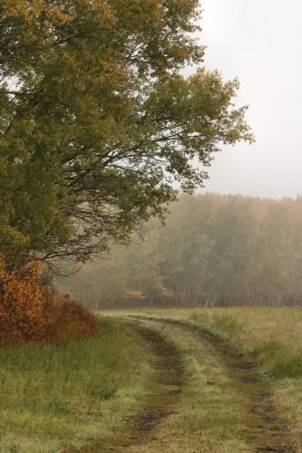 TRAIL IN THE FOG