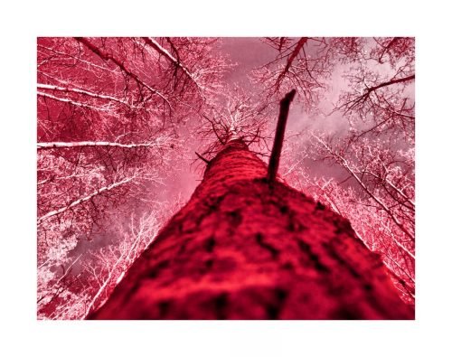 TREES LOOK DOWN ON US